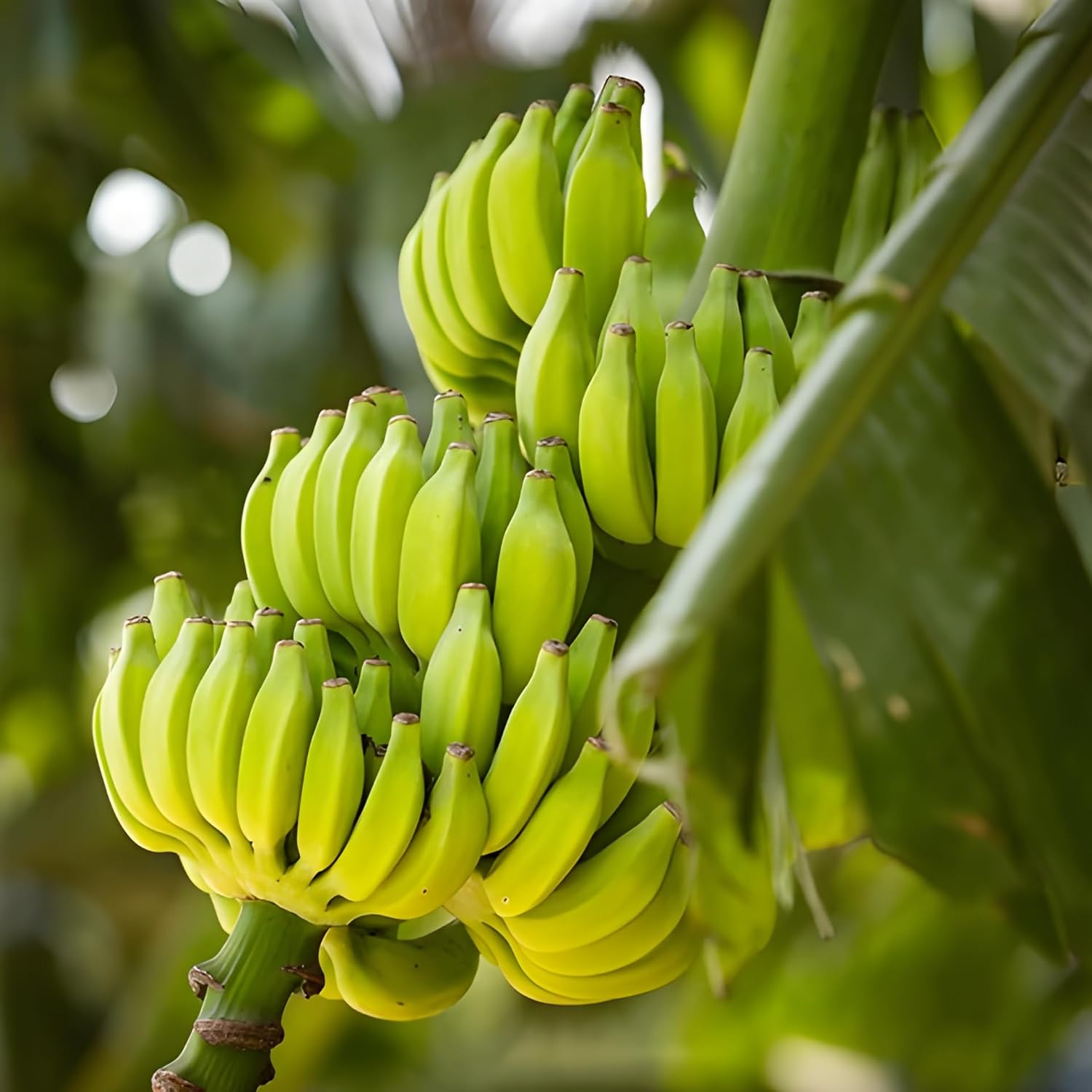 Light Green Banana Stunning Unique Fruit Seeds