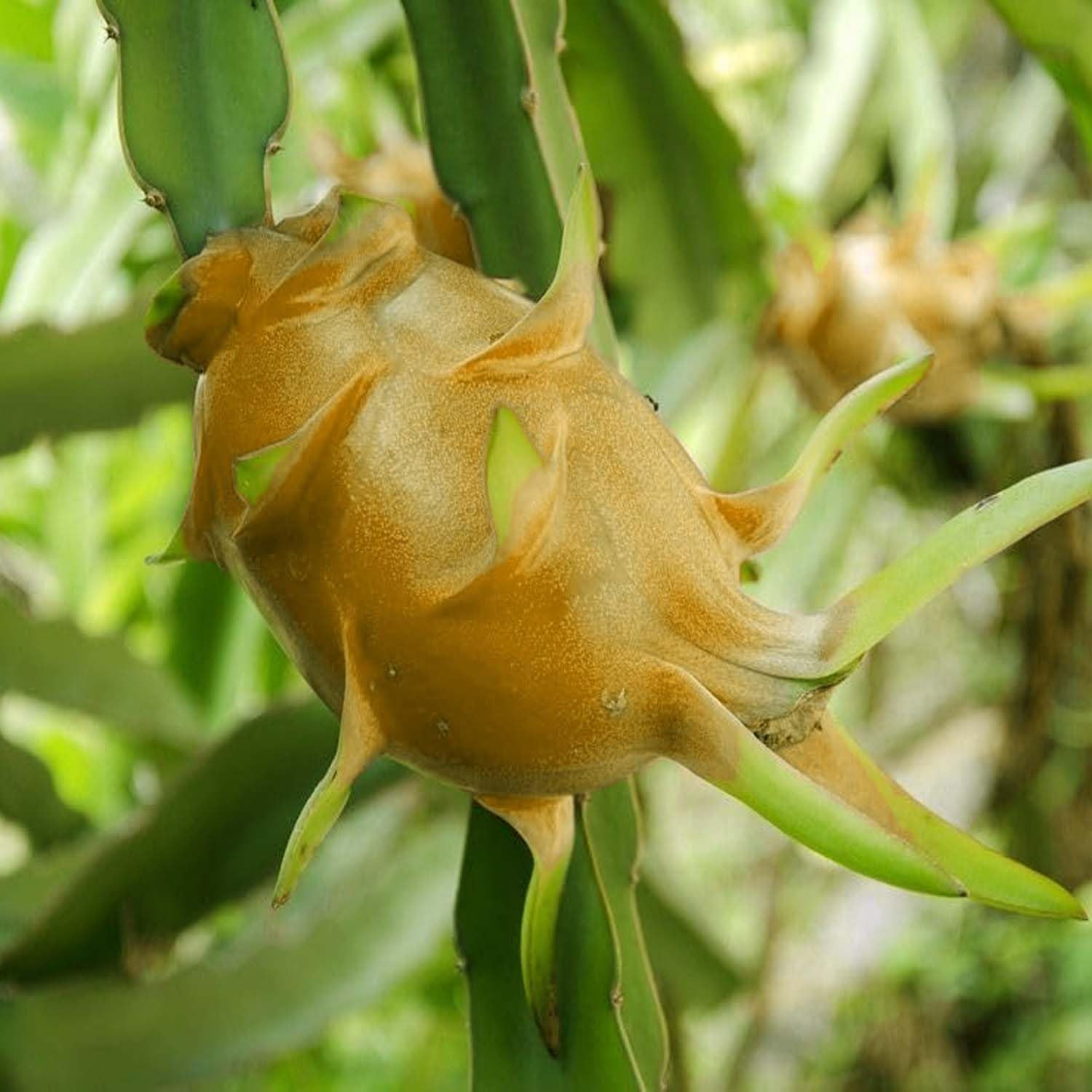 Light Orange Pitaya Fast High Fruit Seeds