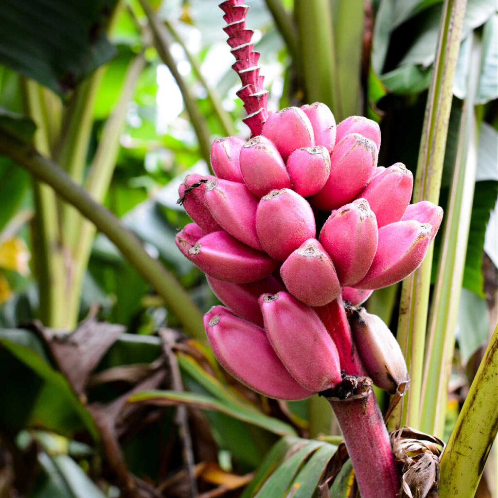 Light Pink Banana Fast Ornamental Fruit Seeds