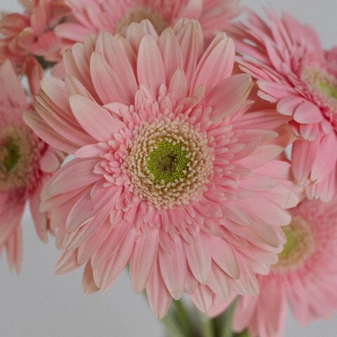 Pink Daisy Flower Seeds - Heirloom Non GMO High Germination Premium Garden Seeds for Planting
