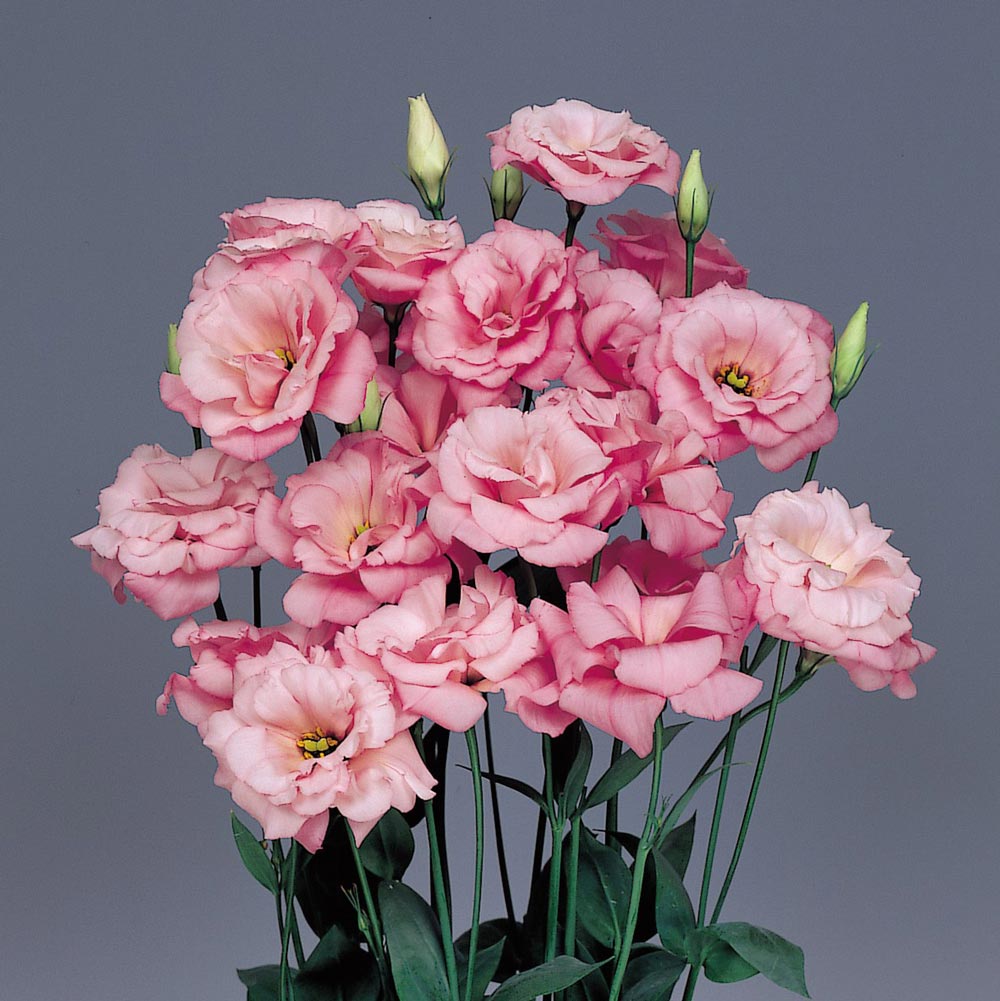 Pink Lisianthus Flower Seeds,Pink Rare Blooming Plants for Balcony and Outdoor Gardens for Colorful - Heirloom, Non