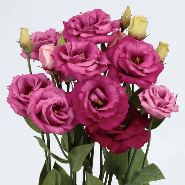 Pink Eustoma Flower Seeds