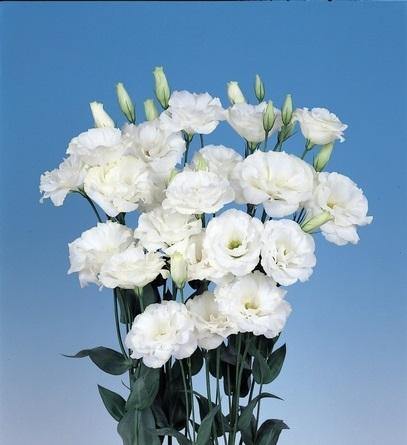 White Eustoma Flower Seeds - Heirloom Non GMO High Germination Flower Seeds for Home Garden Planting