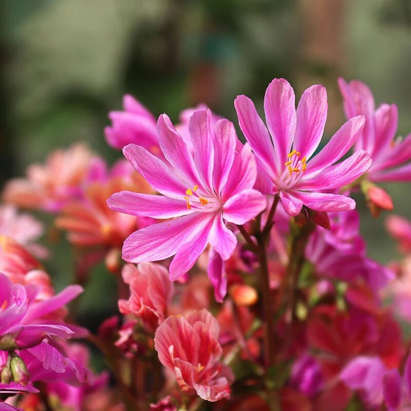 Pink Lewisia Flower Seeds