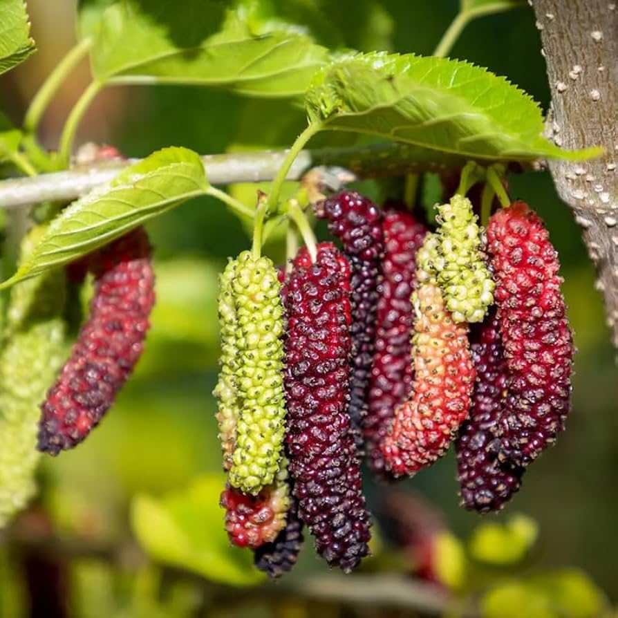 long mulberry fruit seeds
