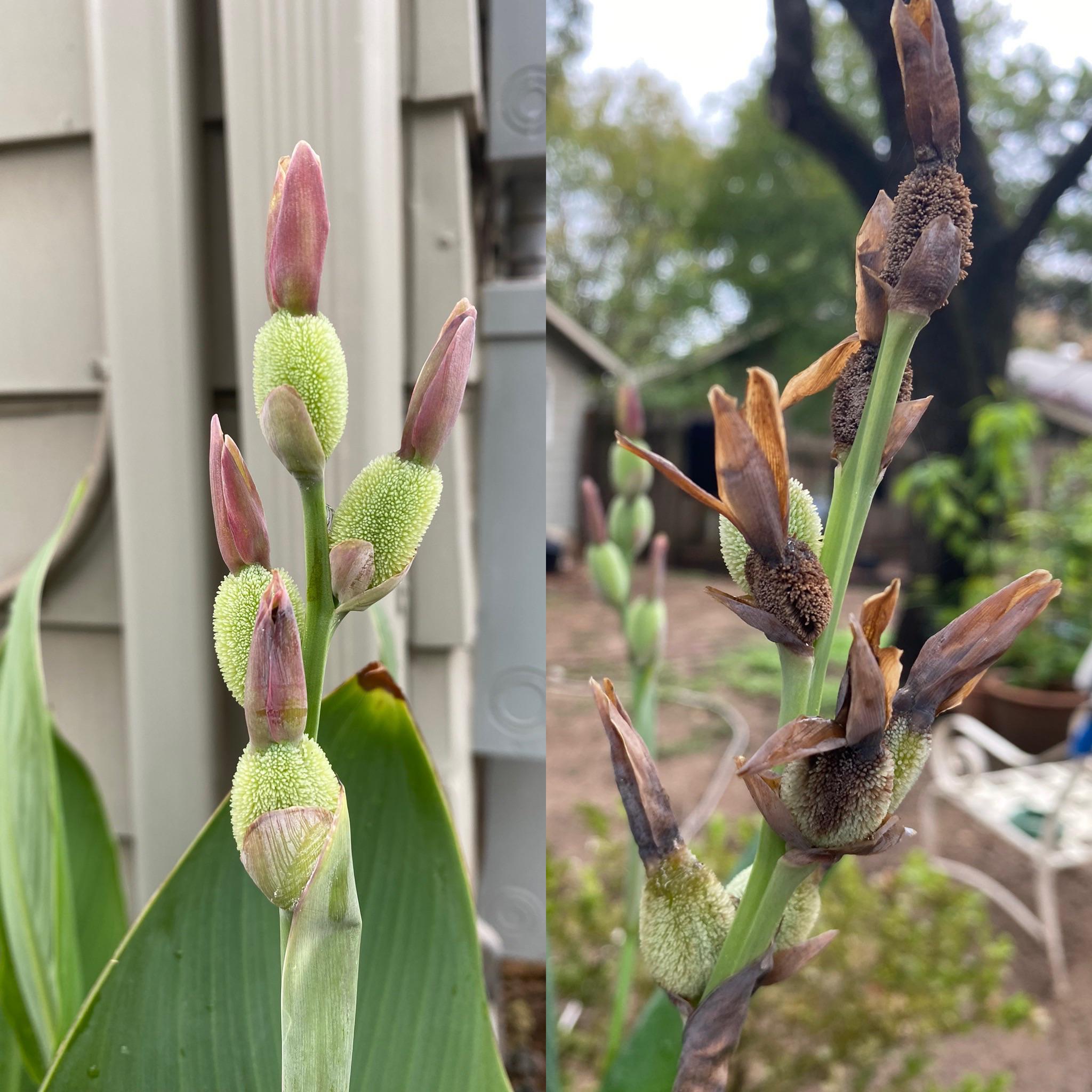 Canna Flower Seeds