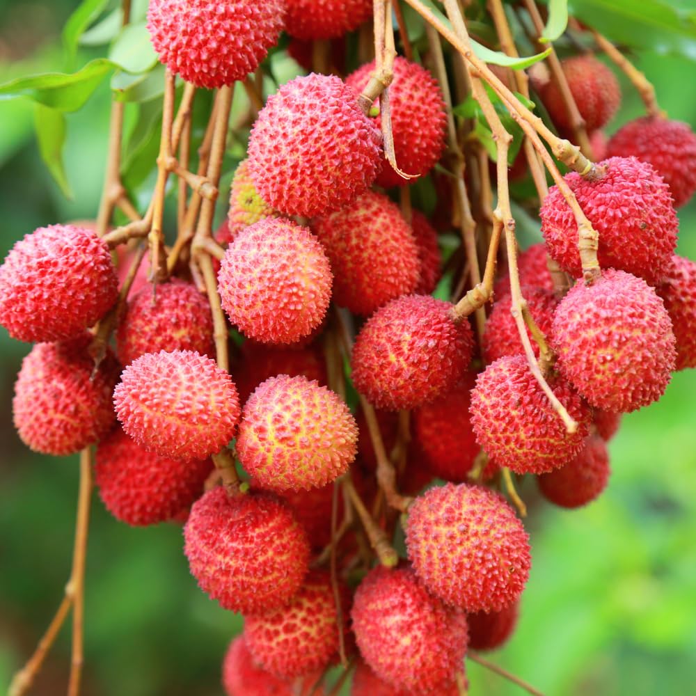 lychee fruit tree litchi chinensis tropical seeds