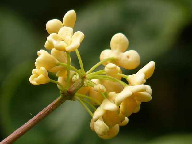 Yellow Osmanthus Flower Seeds - Heirloom Non GMO High Germination Flower Seeds for Home Garden Planting