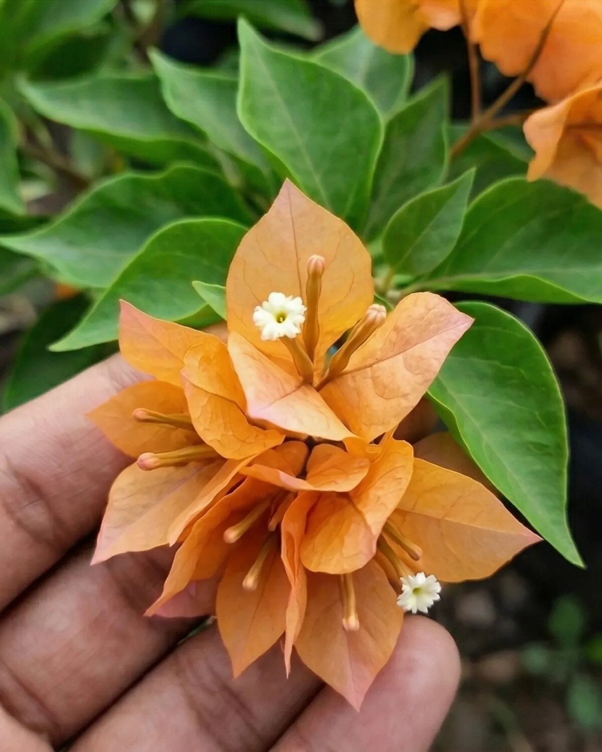 Orange Bougainvillea Flower Seeds