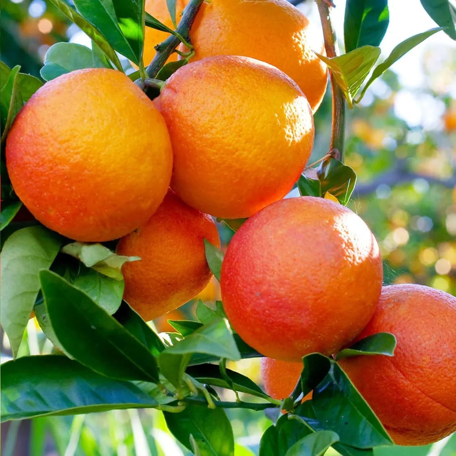 mandarin citrus sinensis blood orange fruit seeds