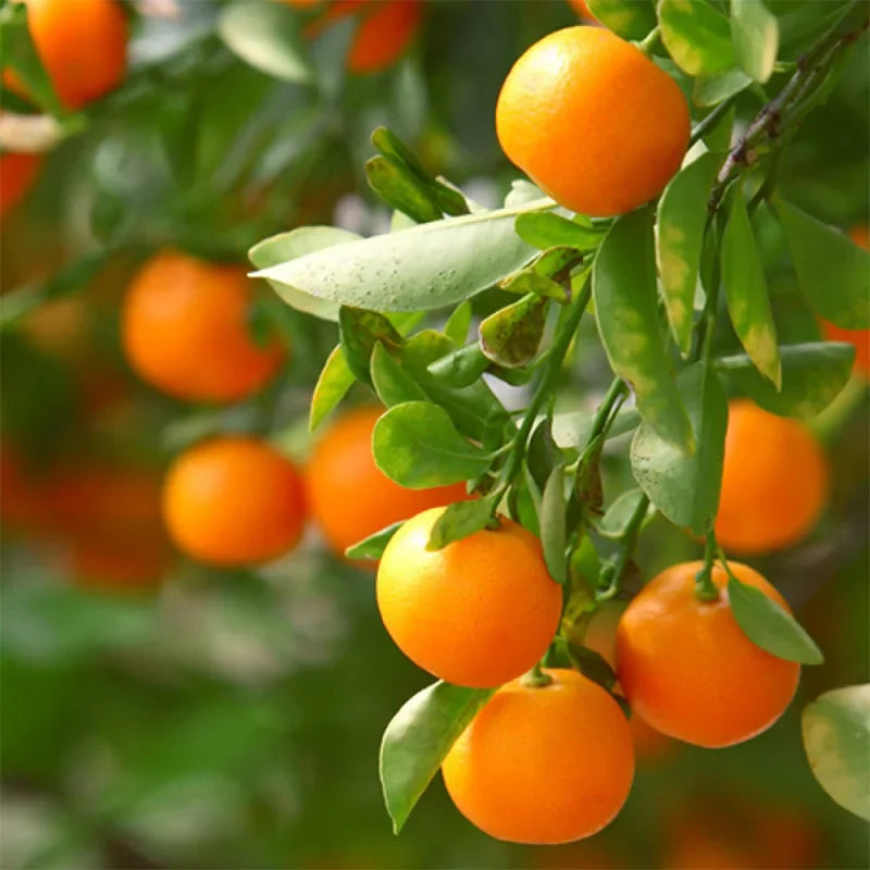 mandarin orange citrus edible plant Fruit seeds