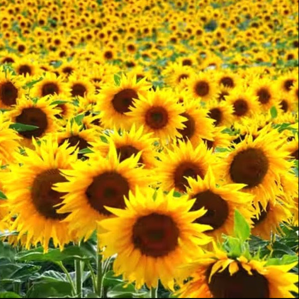 Buzzy Lot Of Grow Kit Sunflower Carrot Daisy