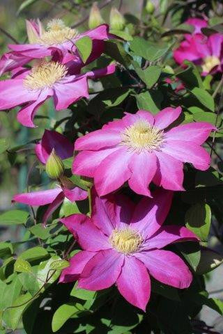 Clematis Flower Seeds Violet Heirloom, Non-GMO, High Germination Organic Garden for Colorful