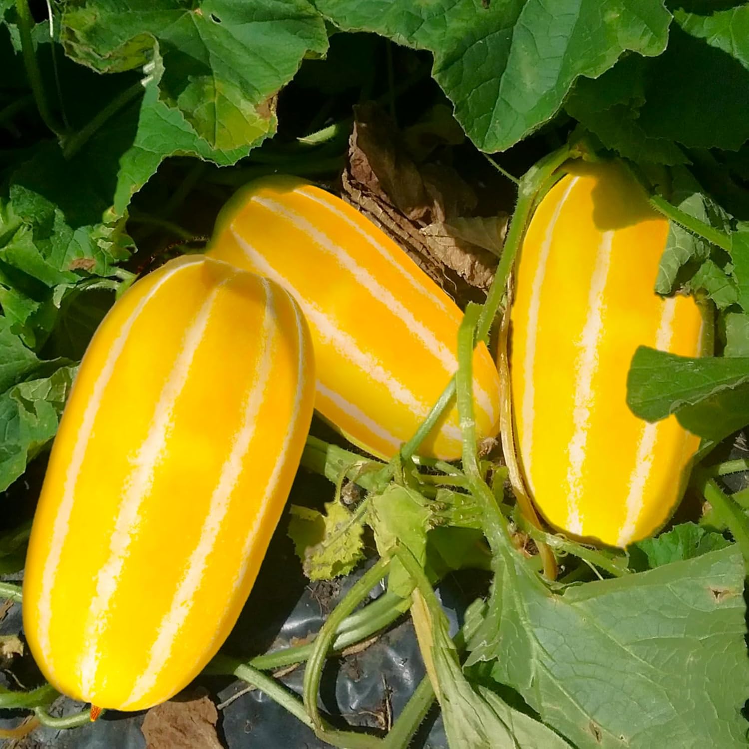 melon cucumis melo cantaloupe fruit white seeds