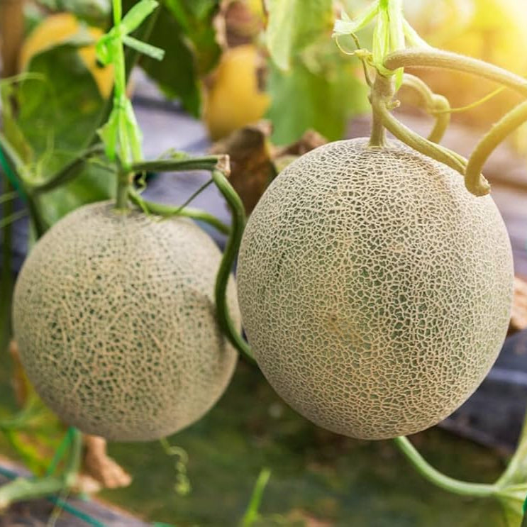 melon cucumis melo korean musk fruit seeds
