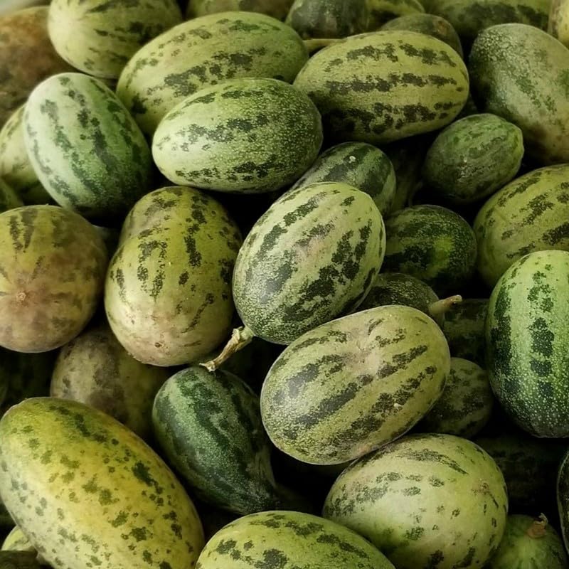 melon cucumis melo toad skin variety seeds