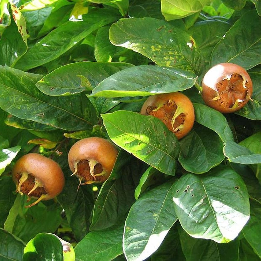mespilus germanica medlar tree hardy with seeds
