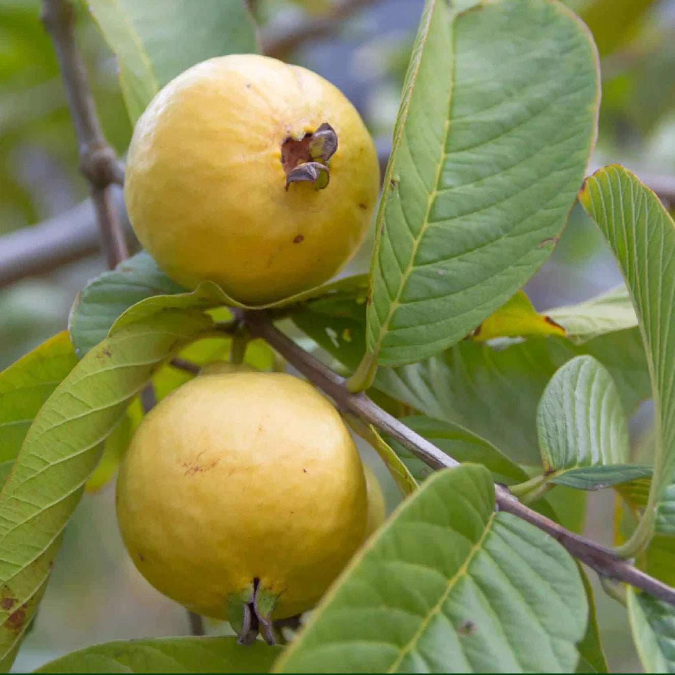 Mexican Cream Guava Genuine Fruit