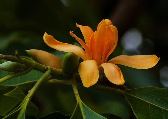 Orange Michelia Alba Flower Seeds – Easy Grow Blossoms for Pots and Backyard Spaces