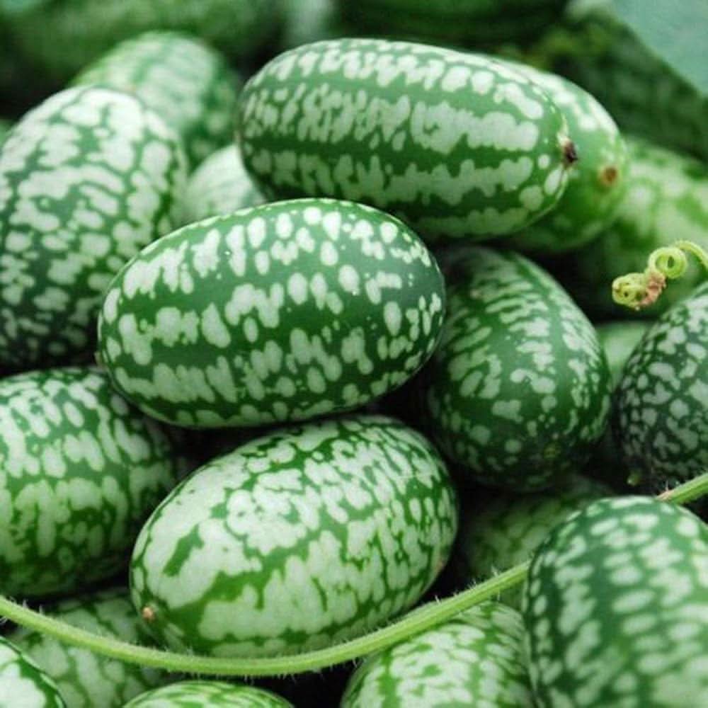 mini watermelon fruit citrullus lanatus and seeds