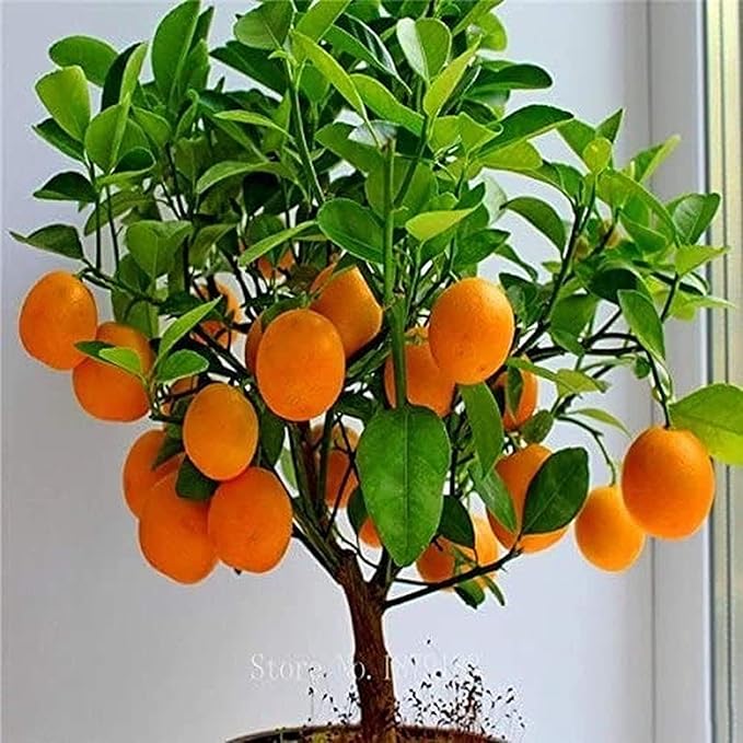 miniature bonsai tree sweet fruit and seeds