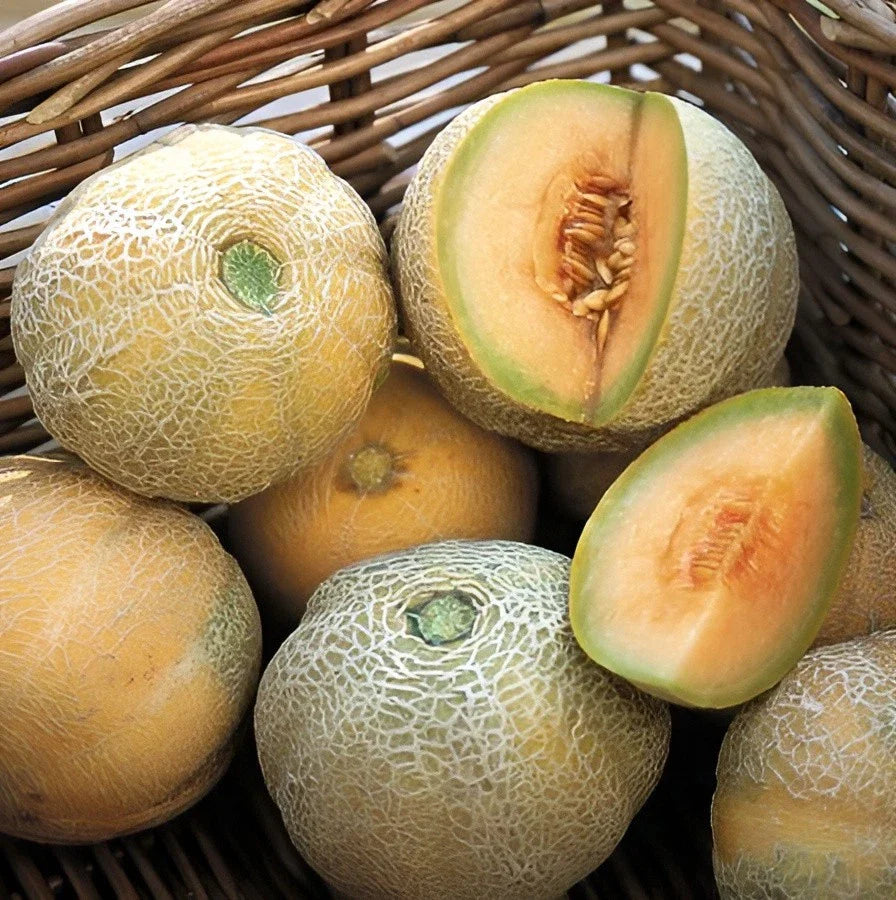 minnesota midget melon super sweet high organic Fruit Seeds organic garden seeds