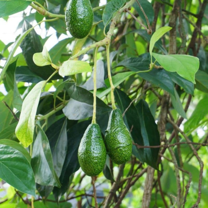 mixed avocado fruit persea americana delicious seeds