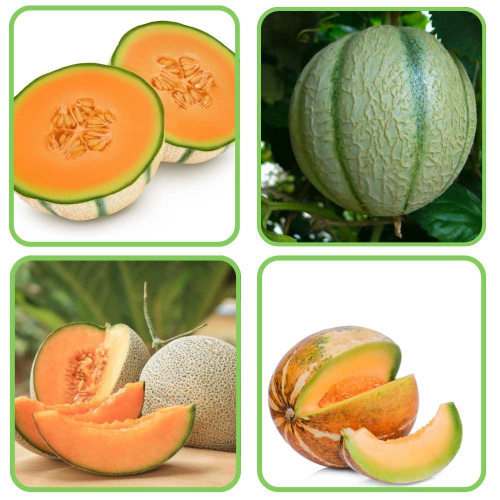 Mixed Cantaloupe Melon Quality Juicy Fruit Seeds