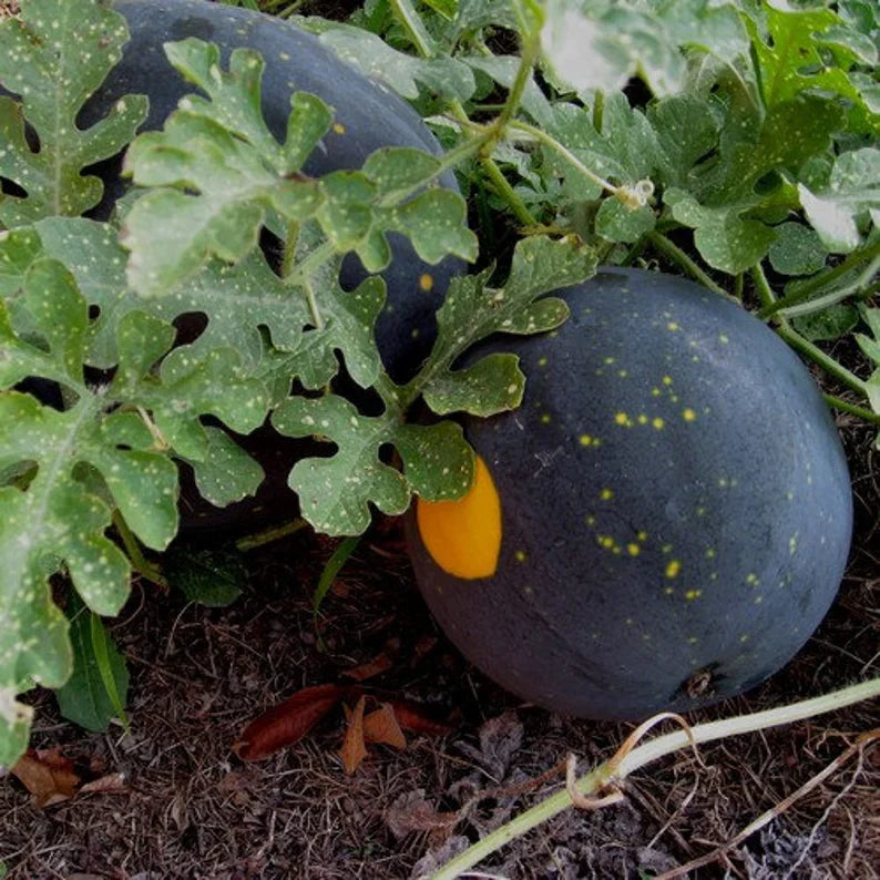 moon and stars watermelon citrullus lanatus seeds