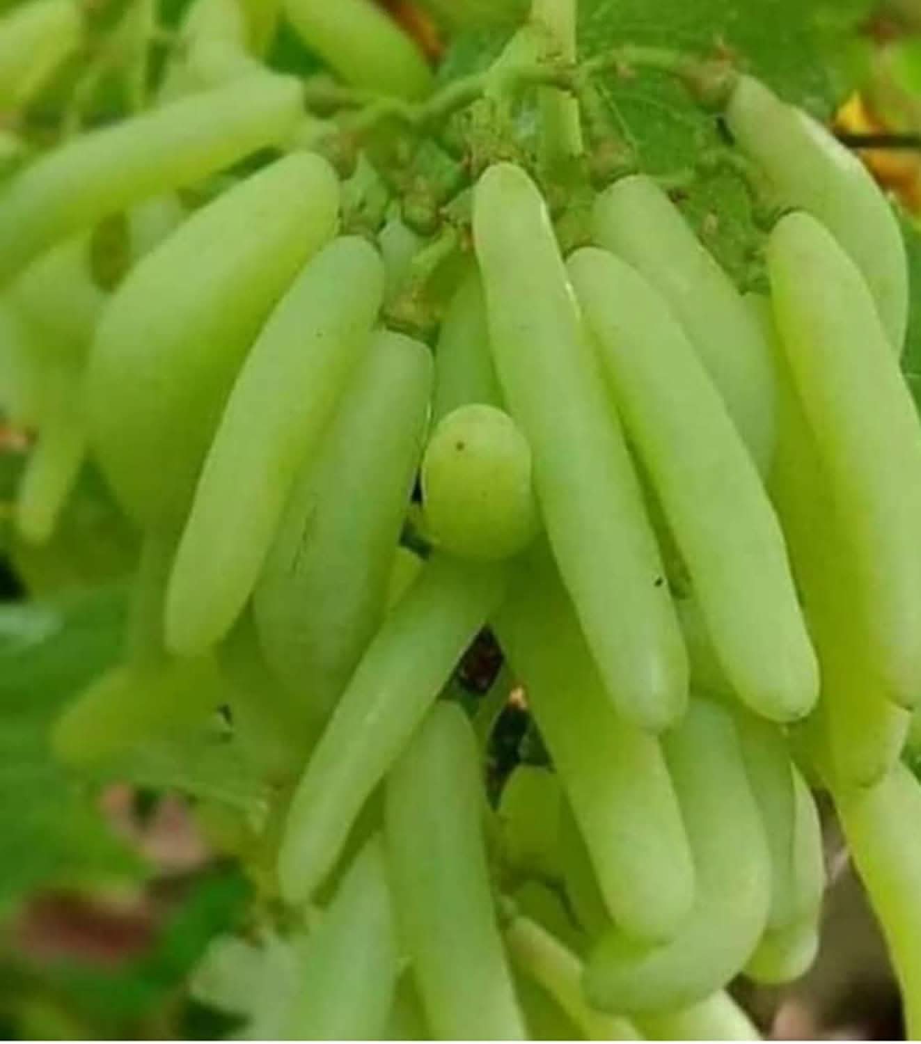 moon drop green seedless grapes fruit for planting super sweet unique flavor Fruit seeds