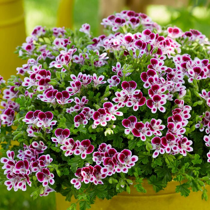 White Puple Geranium Pelargonium Flower Seeds