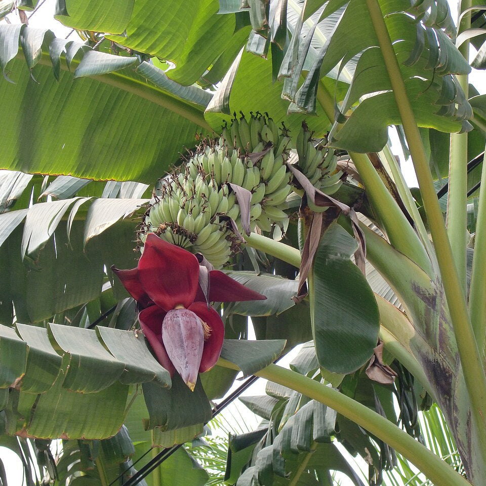 banana tree fruit musa acuminata tropical seeds