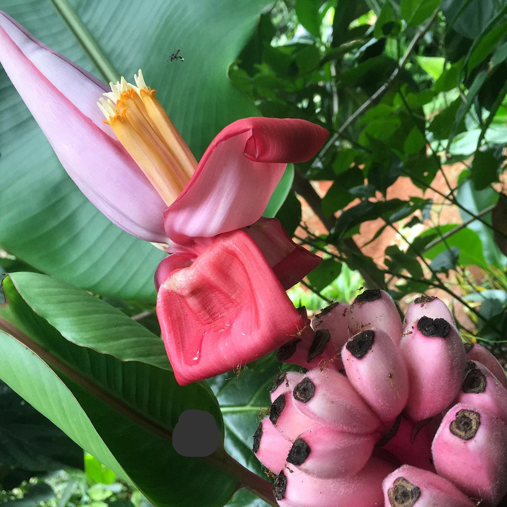 musa ornata banana fruit tropical backyard seeds