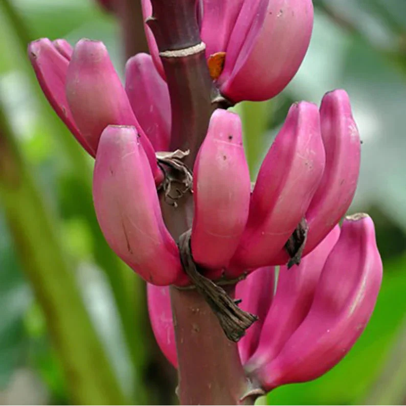 musa velutina pink banana fruit tropical seeds