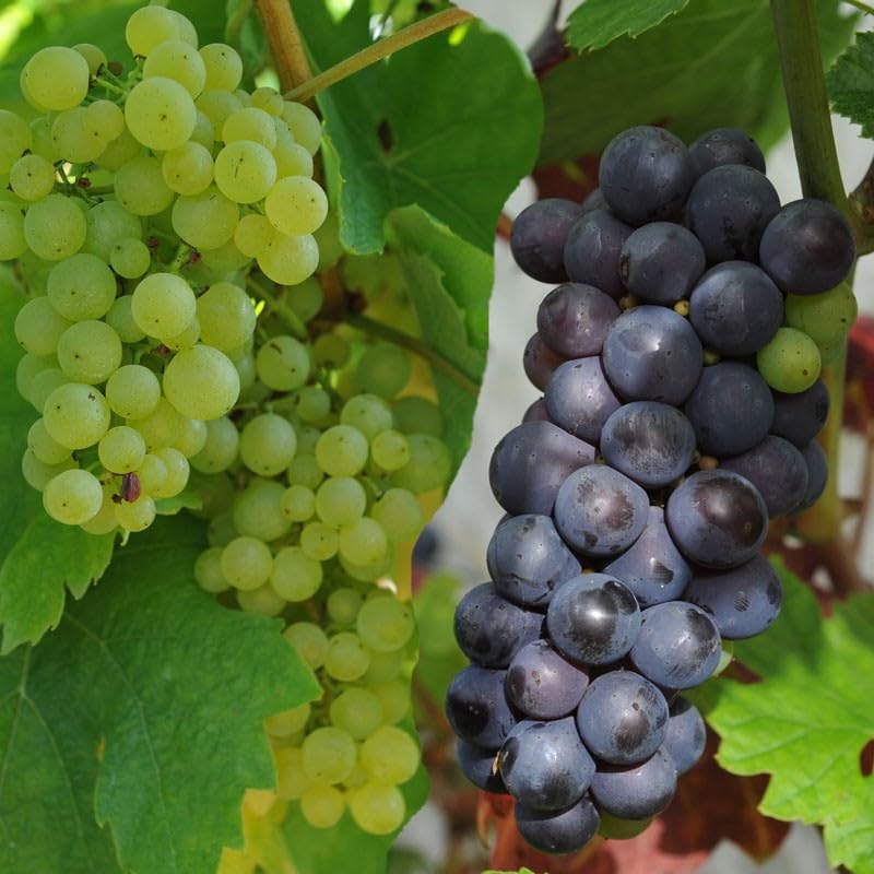 Muscat Grape Gmo Free Fruit Seeds