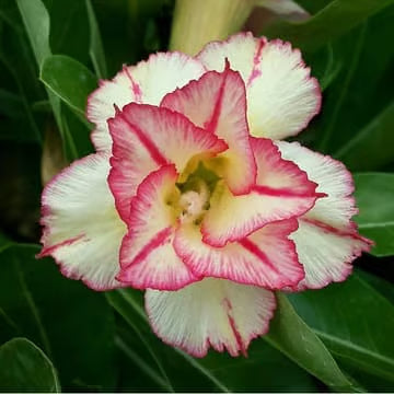 Adenium Obesum Desert Rose Grafted Flower Seeds for Planting