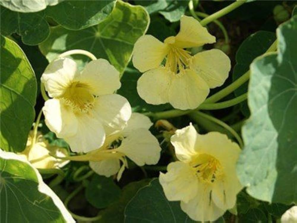 nasturtium yetti creamy white flower annual seeds