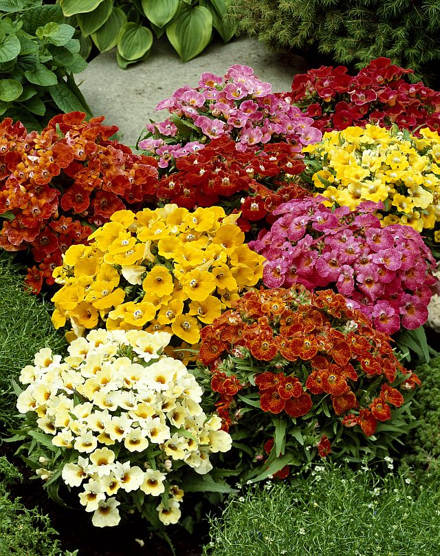 Mixed Nemesia Flower Seeds – Premium Floral Seeds for Decorative Outdoor Landscapes