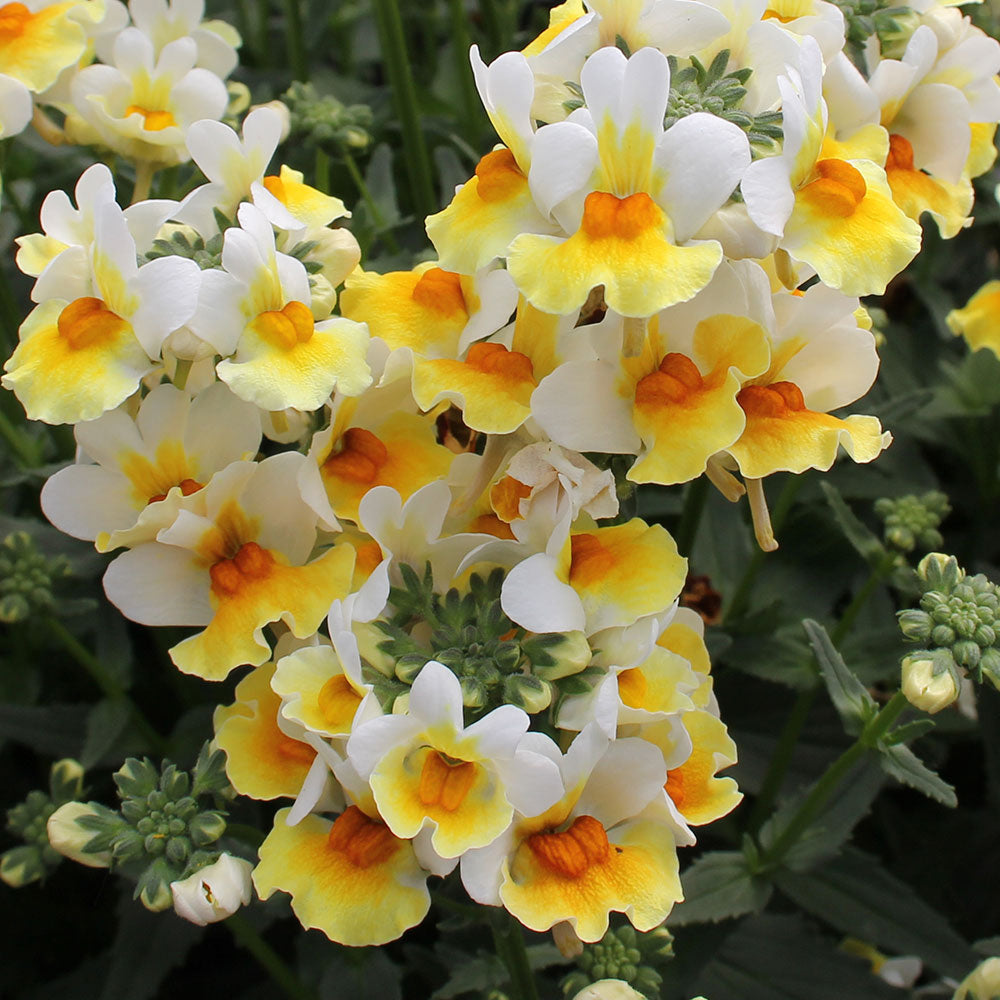 White Yellow Nemesia Flower Seeds – Rare Blooming Plants for Balcony and Patio Gardening