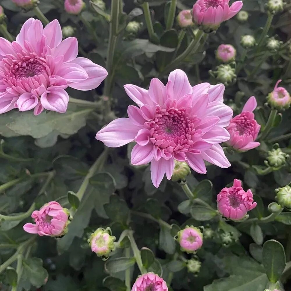 Pink Chrysanthemum Flower Seeds