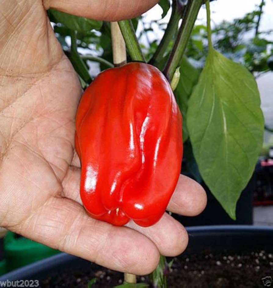 nicaragua criolla de cocina pepper authentic seeds