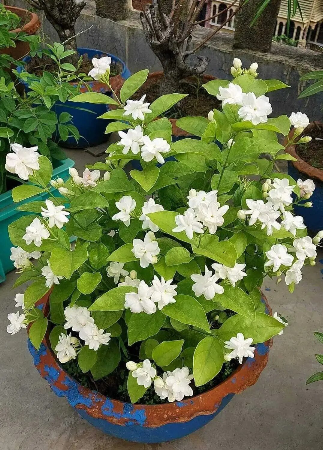 Perennial Jasmine Flower Seeds