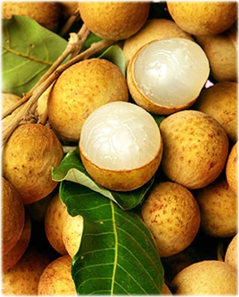 Yellow Lychee Fruit For Home Planting Premium Fruit Seeds