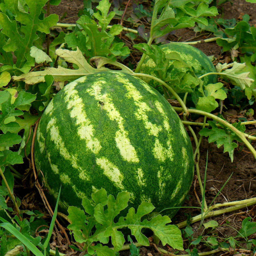 cal sweet watermelon high yield fruit seeds
