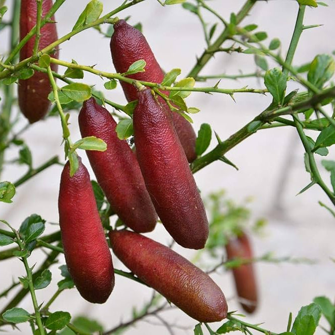 finger lime mixed colors rare citrus seeds