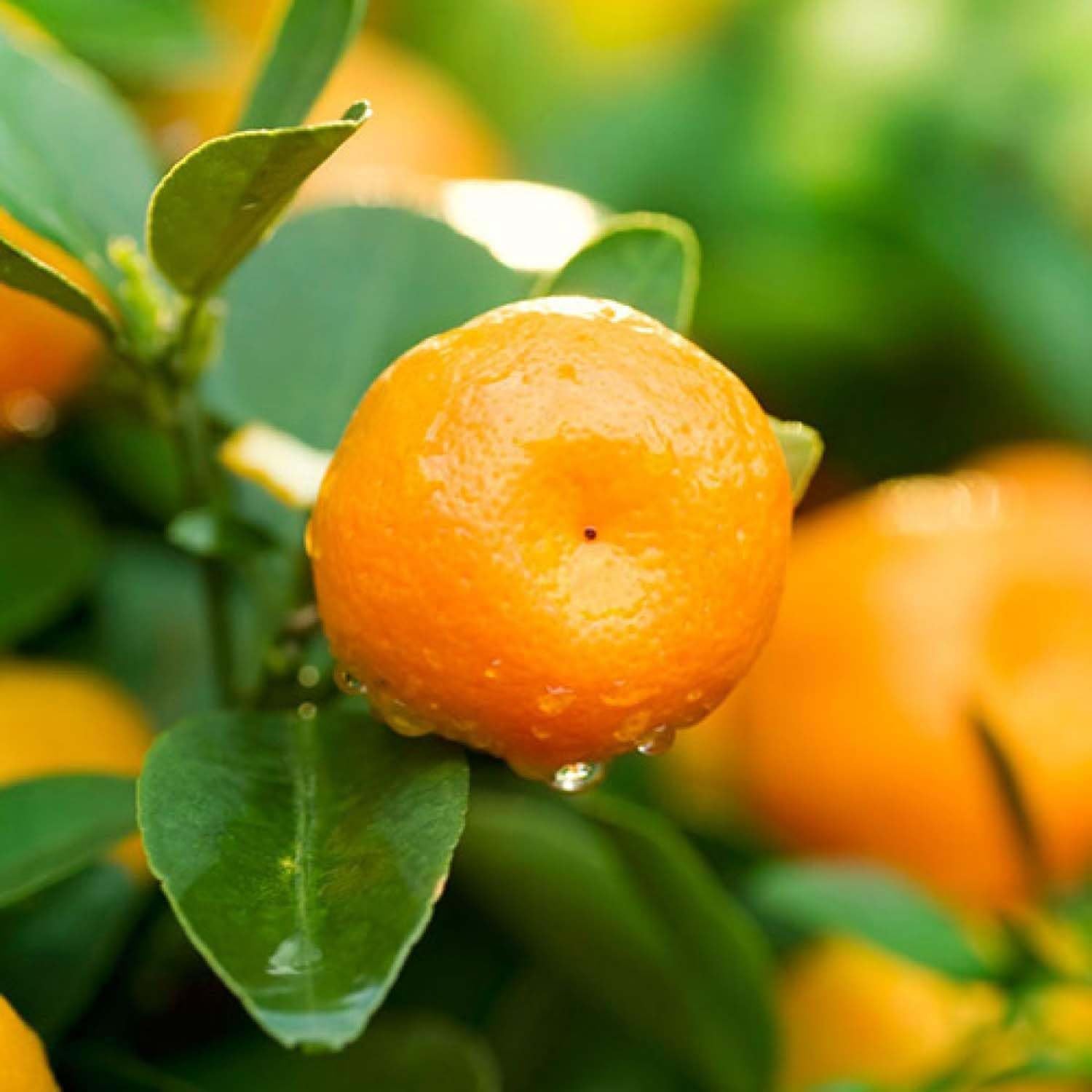 Mixed Orange Multi Colour Variety Fruit Seeds
