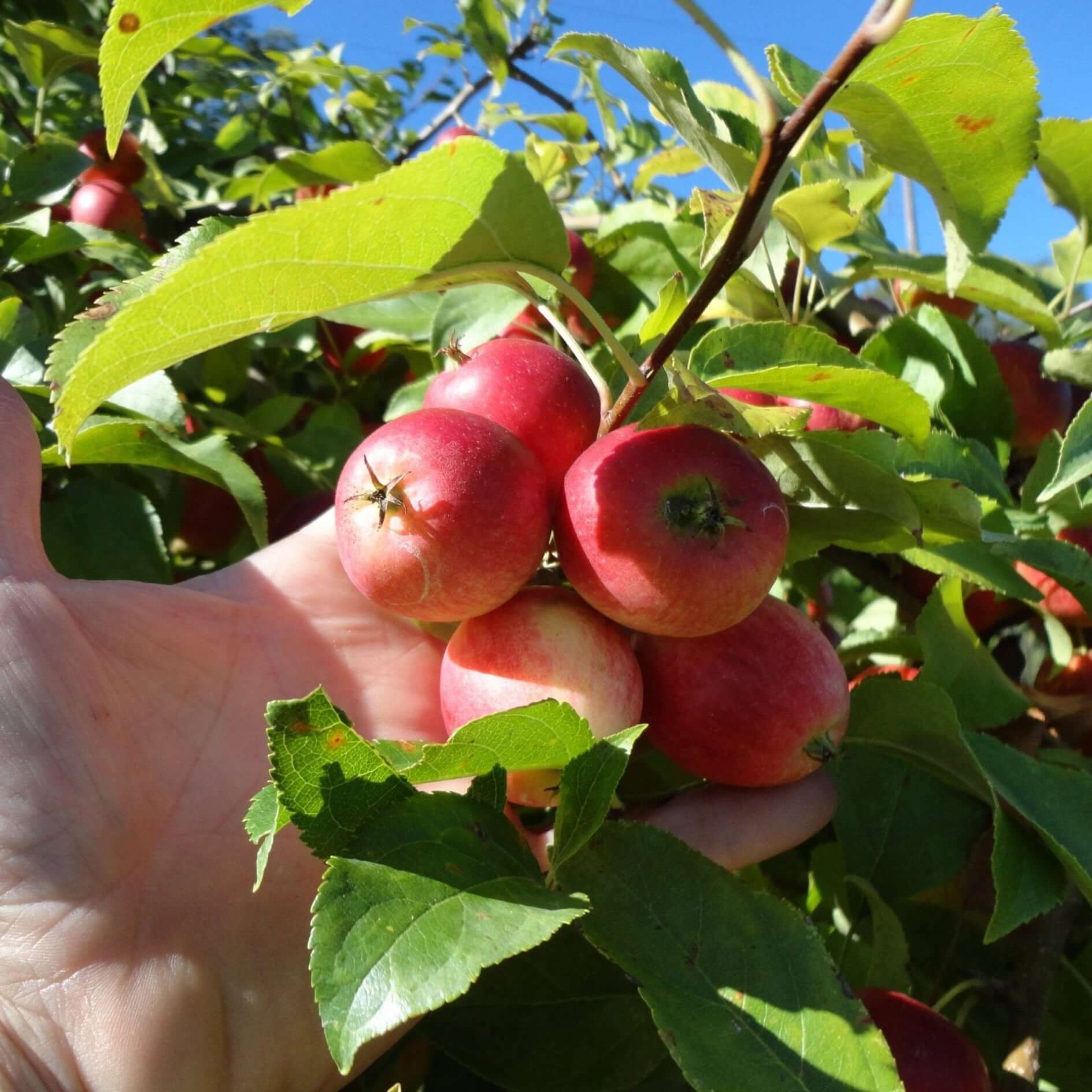 crab apple fruit for planting grow beautiful apples in your yard Fruit seeds