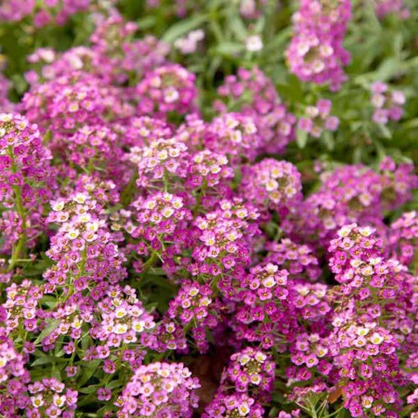 Pink Alyssum Flower Seeds