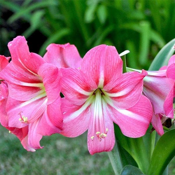 Pink Amaryllis Flower Seeds - Heirloom Non GMO High Germination Garden Seeds for Planting