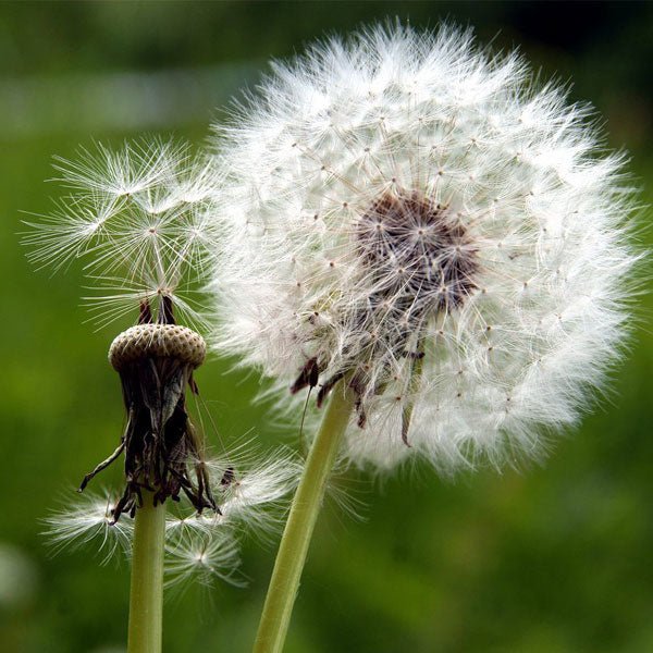 Dandelion Flower Seeds - Heirloom Non GMO High Germination Premium Garden Seeds for Planting